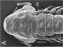Представитель Семейства Eudactalinidae